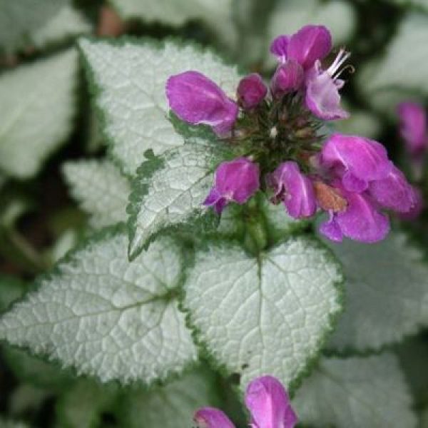 Lamium maculatum 'Purple Dragon'