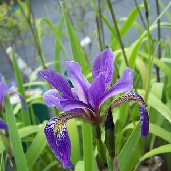 Iris versicolor 'Purple Flame'