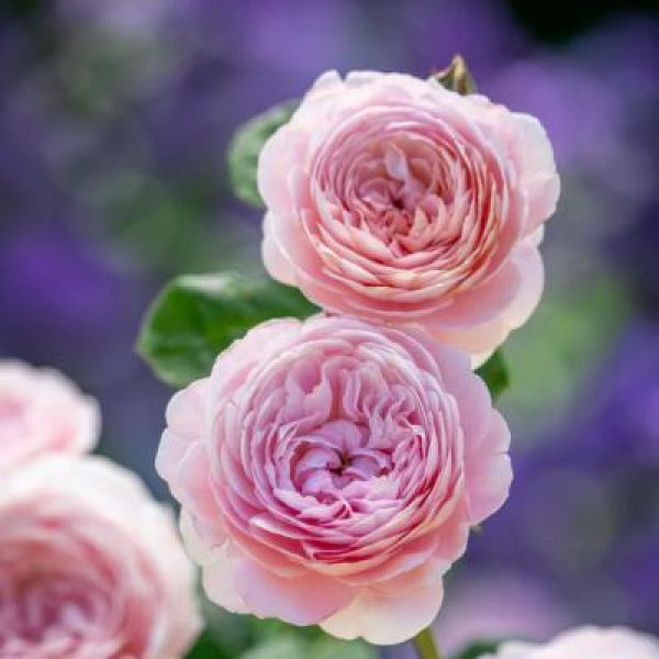 Rosa 'Queen of Sweden'