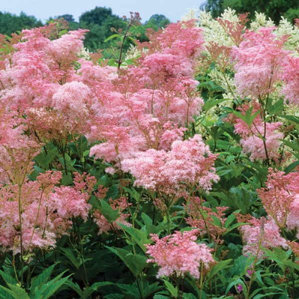 Filipendula rubra 'Venusta'