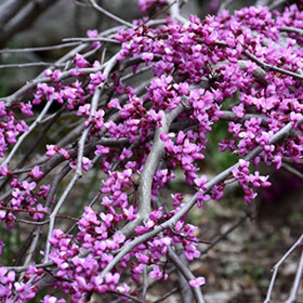 Cercis canadensis 'Ruby Falls'