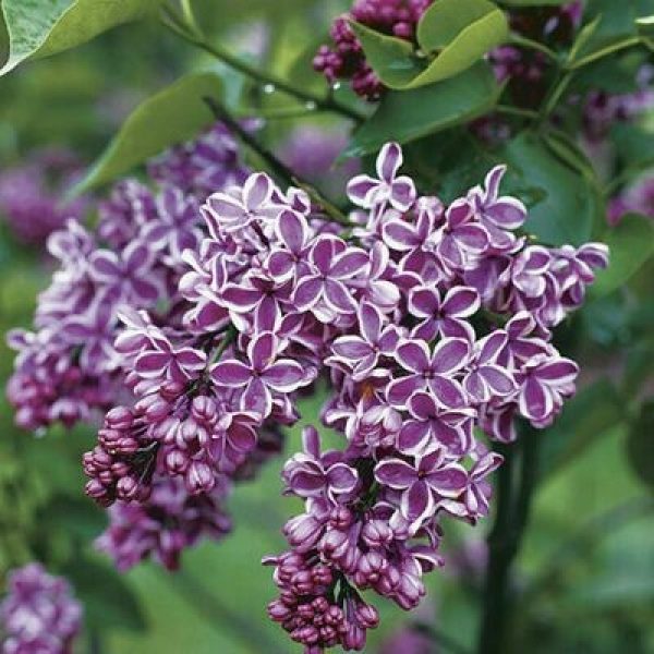 Syringa vulgaris 'Sensation'