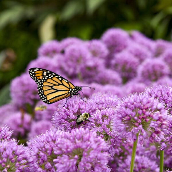Allium x 'Serendipity'