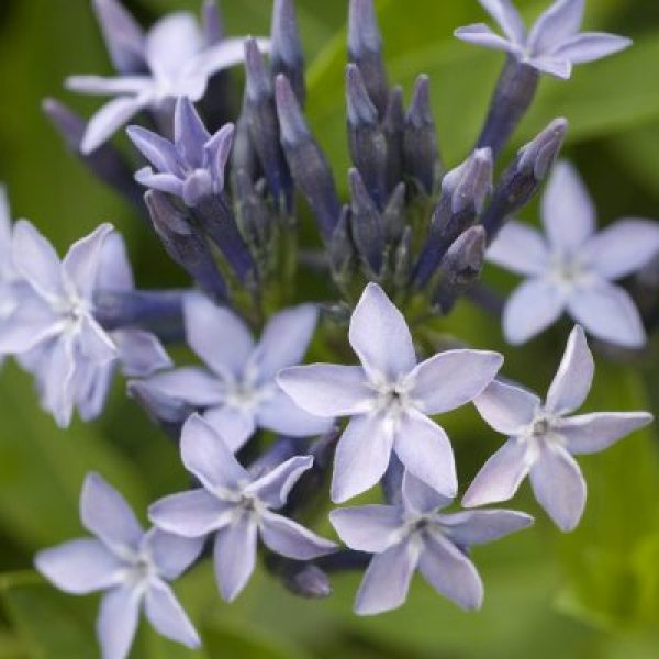 Aster laeve 'Bluebird'