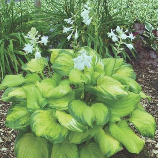 Hosta x 'Stained Glass'
