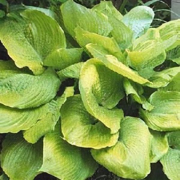 Hosta x 'Sum & Substance'