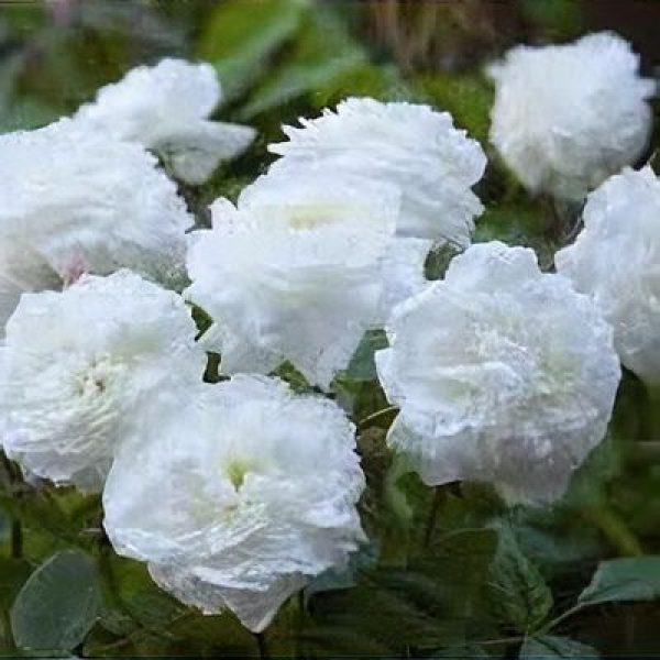 Rosa 'Susan William-Ellis'