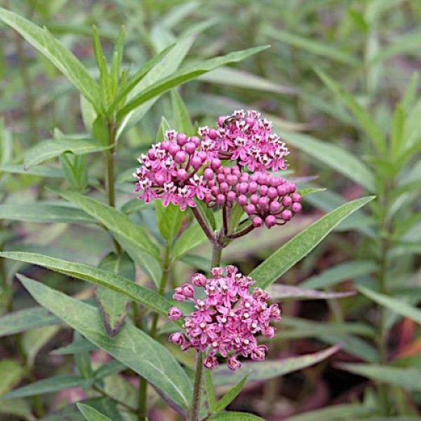 Asclepias incarnata
