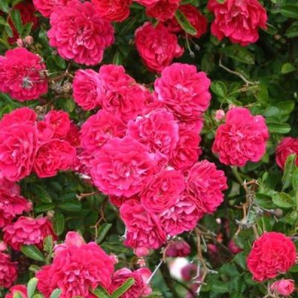 Rosa Tess of The d'Urbervilles