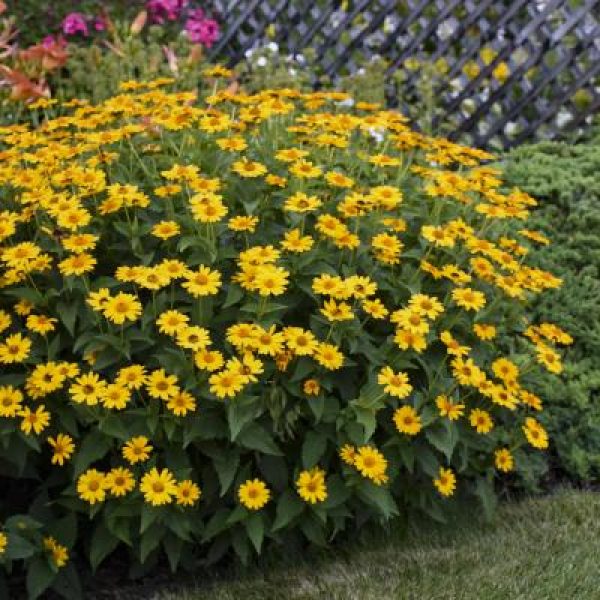 Heliopsis 'Tuscan Sun'