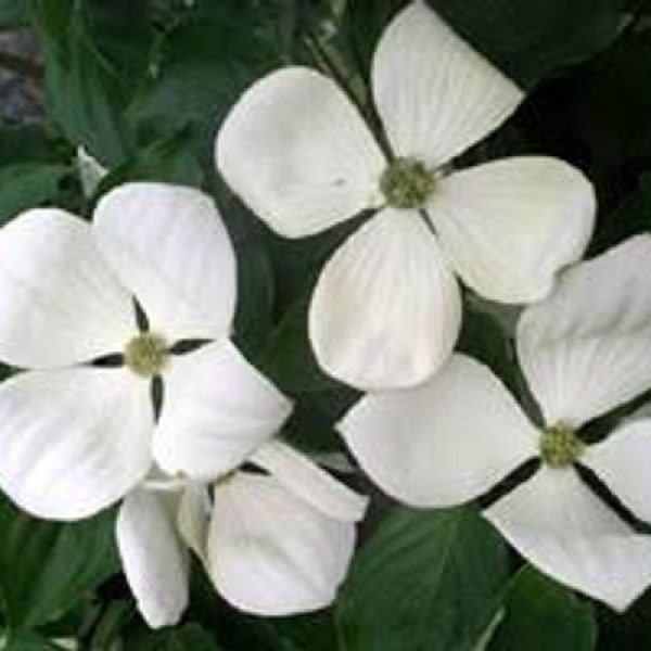 Cornus x Venus