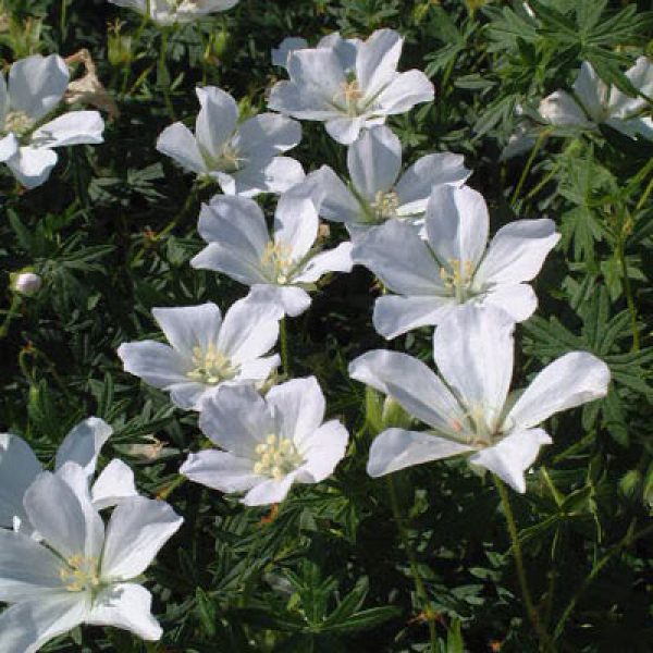 Geranium sanguineum album