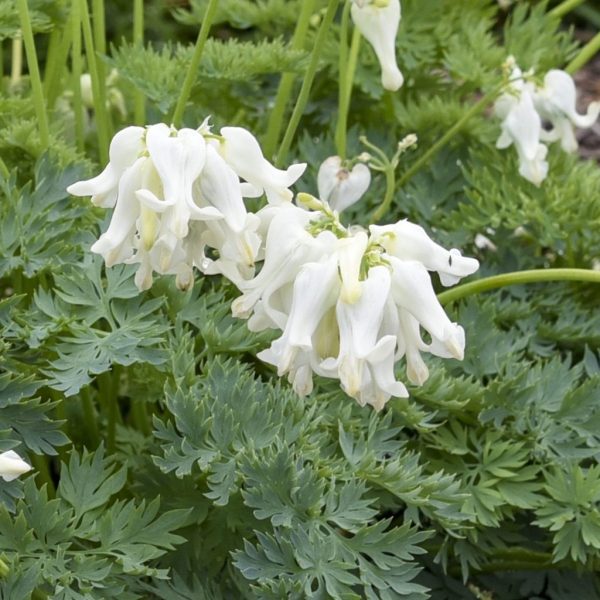 Dicentra x 'White Diamonds'