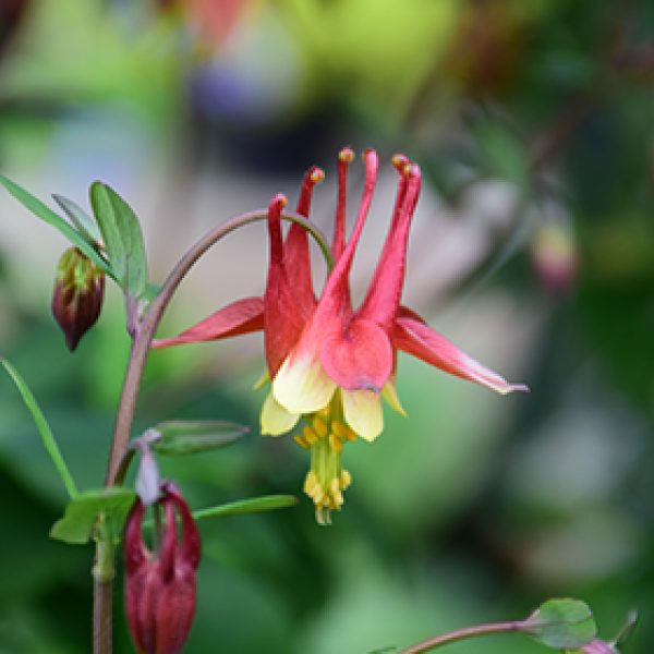 Aquilegia canadensis