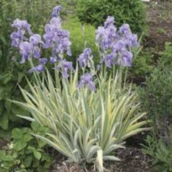 Iris ensata 'Variegata'
